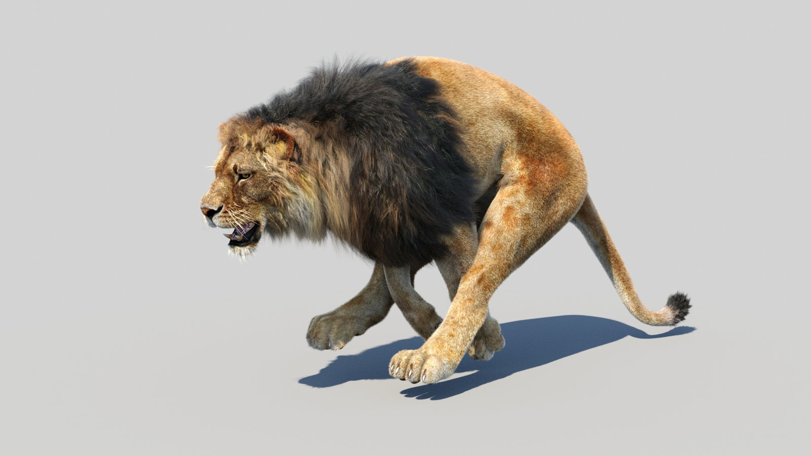 Animated Lion 3D Model Fur 360° view 5 frame 14