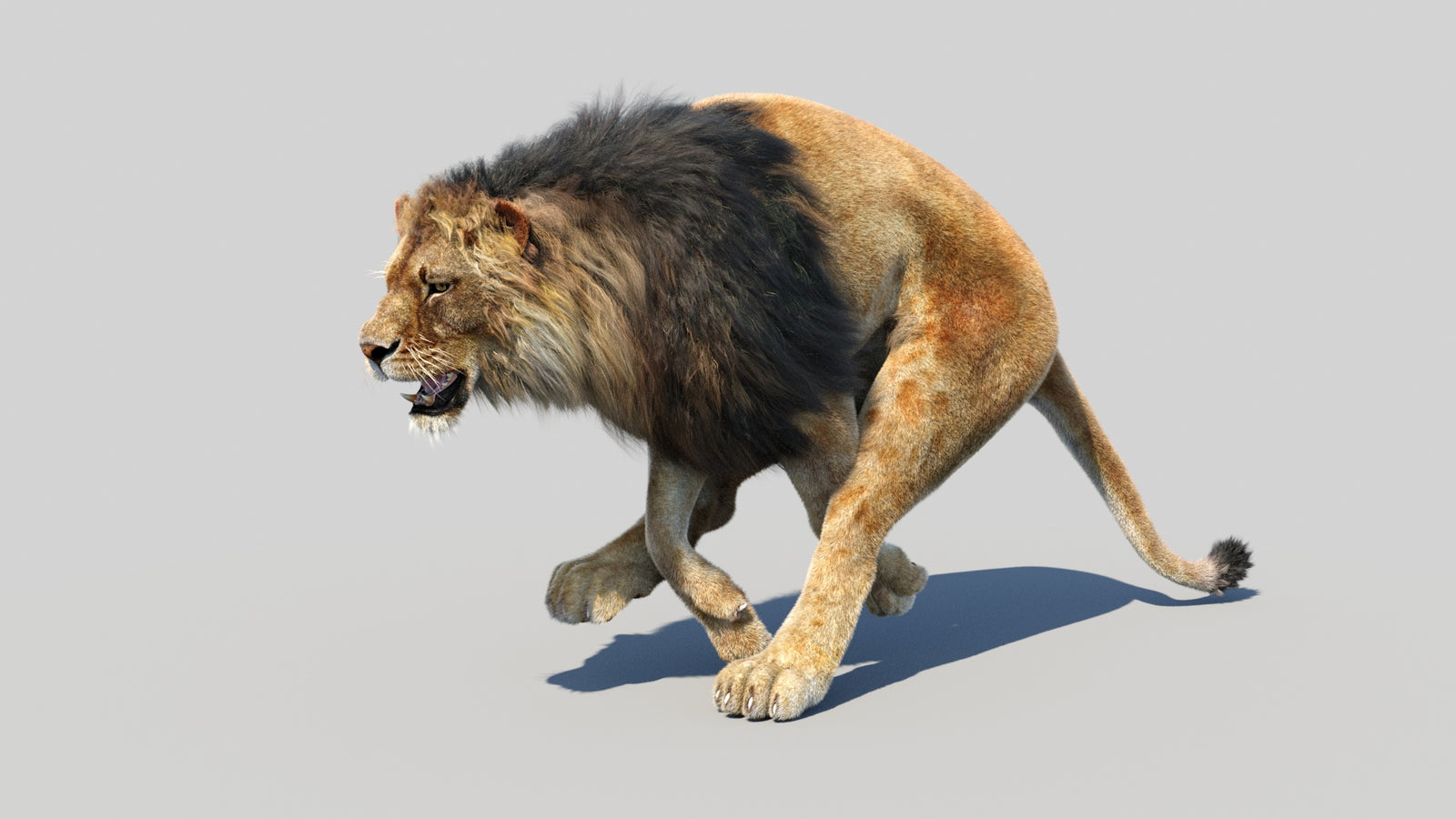 Animated Lion 3D Model Fur 360° view 5 frame 15
