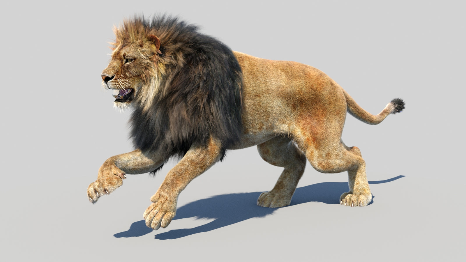 Animated Lion 3D Model Fur 360° view 5 frame 20