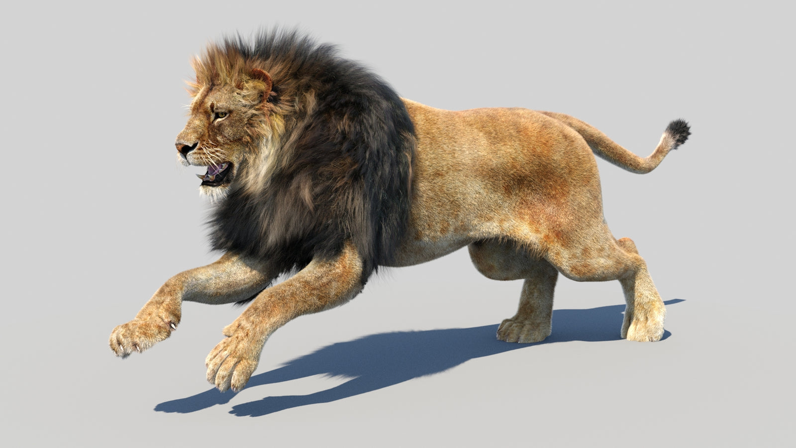 Animated Lion 3D Model Fur 360° view 5 frame 21