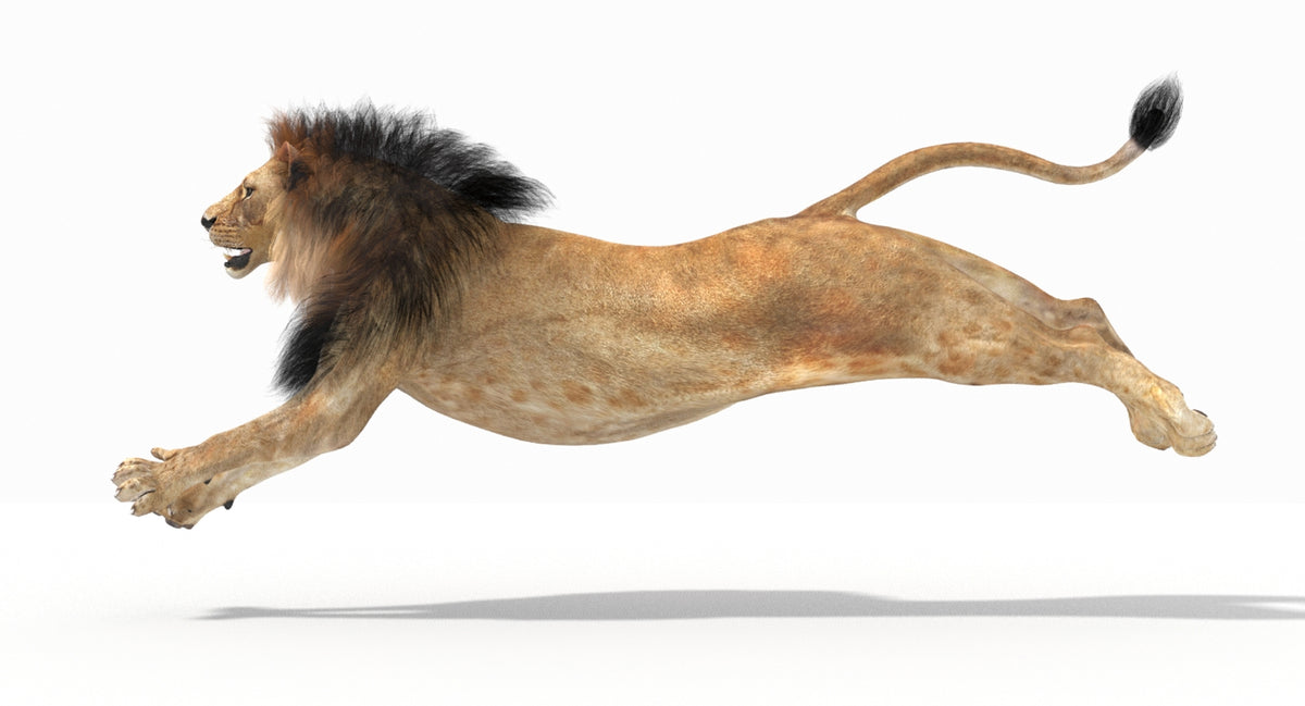 Animated Lion 3D Model - Game-Ready - 360 Degree View