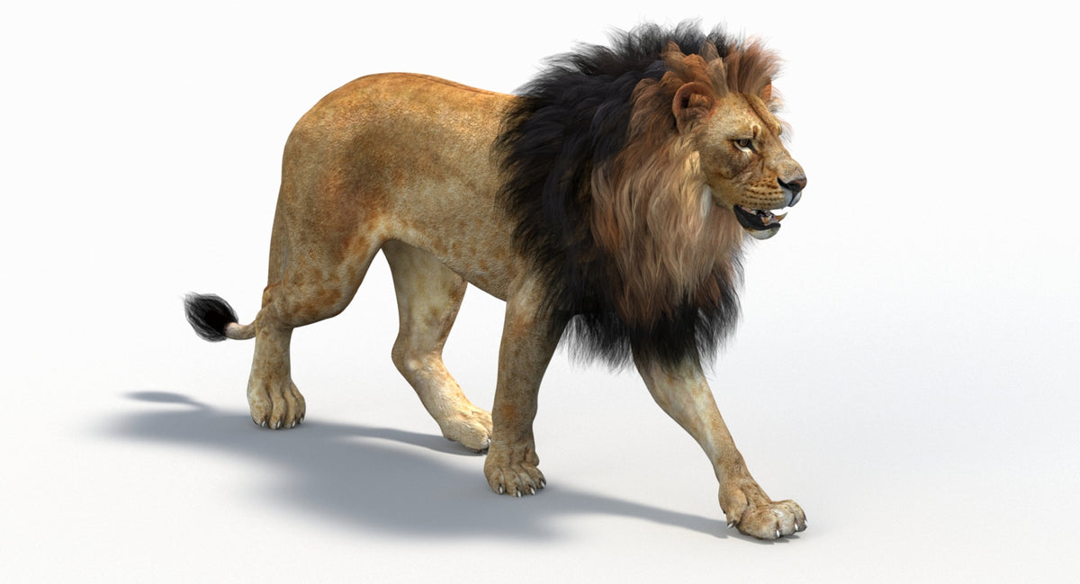 Animated Lion 3D Model - Game-Ready - 360 Degree View
