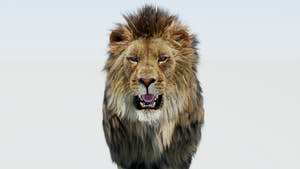 Realistic Lion 3D Model with Fur Head Close Up Thumbnail