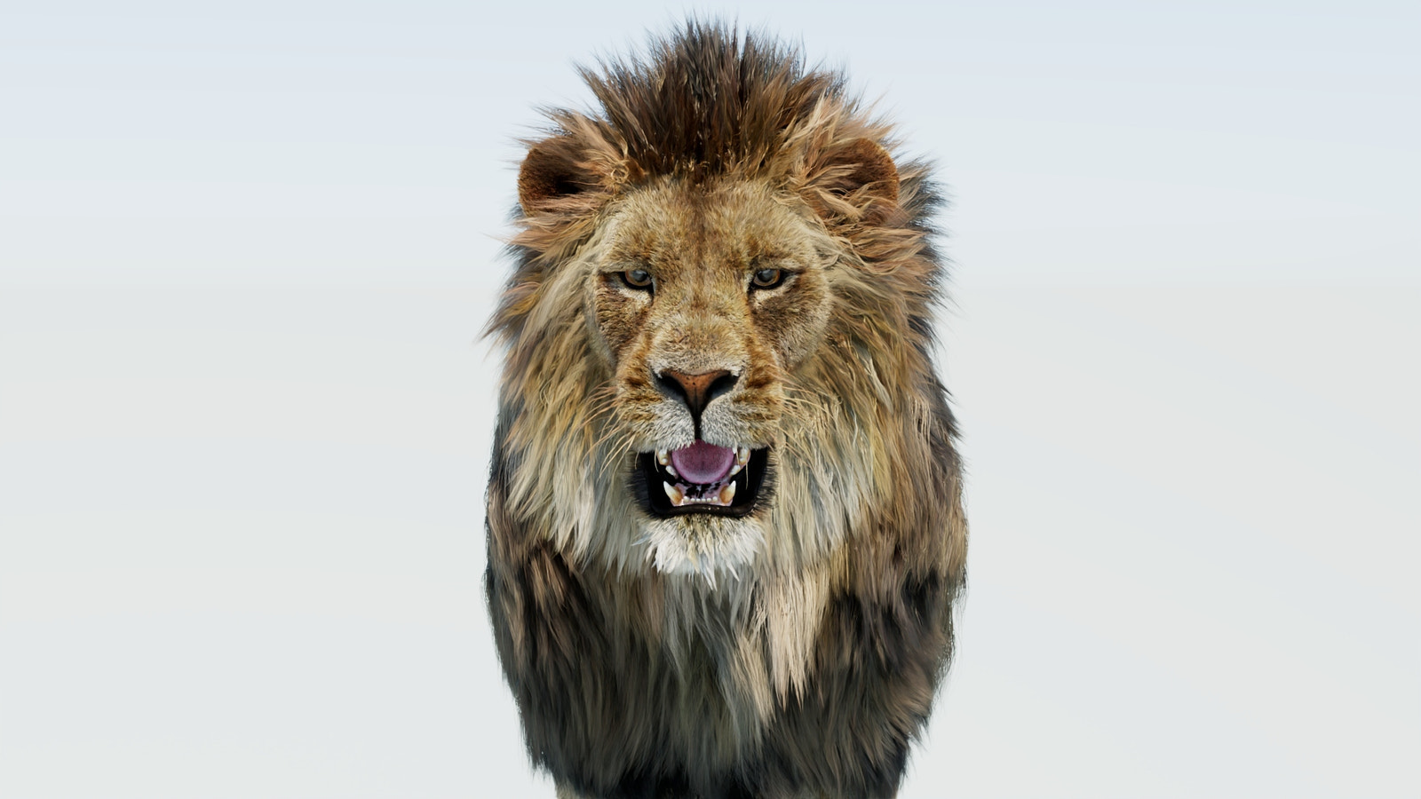 Realistic Lion 3D Model with Fur Head Close Up
