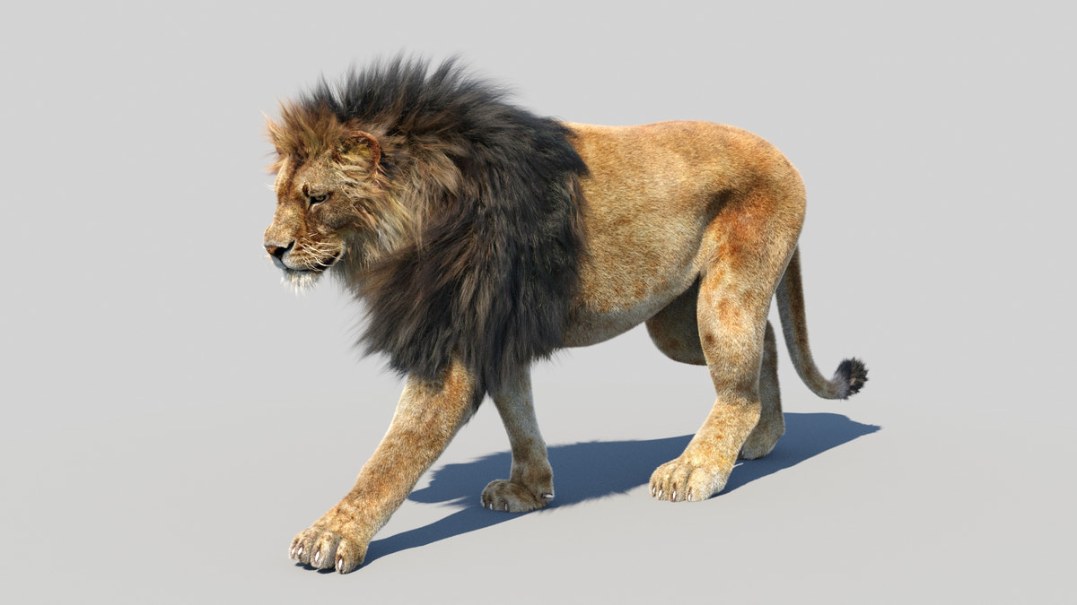Animated Lion 3D Model Fur - 360 Degree View