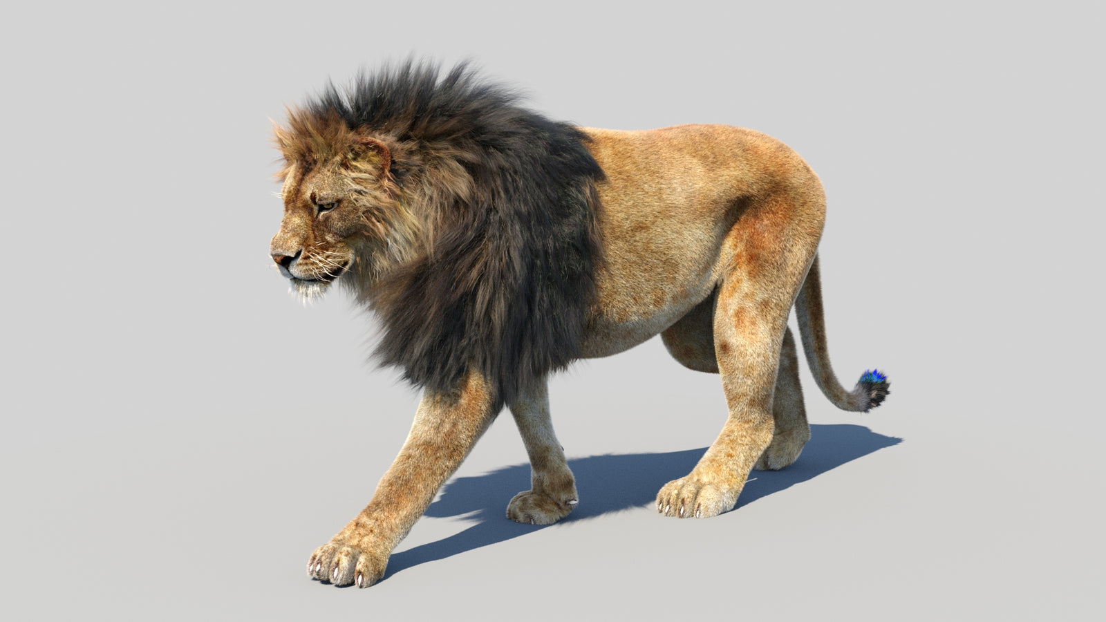 Animated Lion 3D Model Fur 360° view 3 frame 2