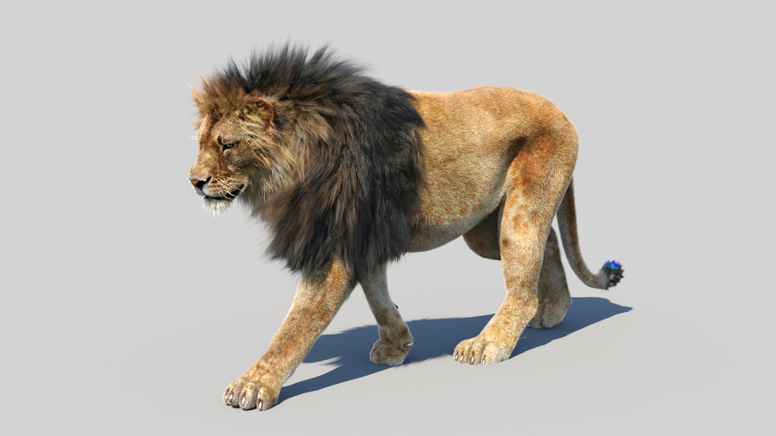 Animated Lion 3D Model Fur 360° view 3 frame 3