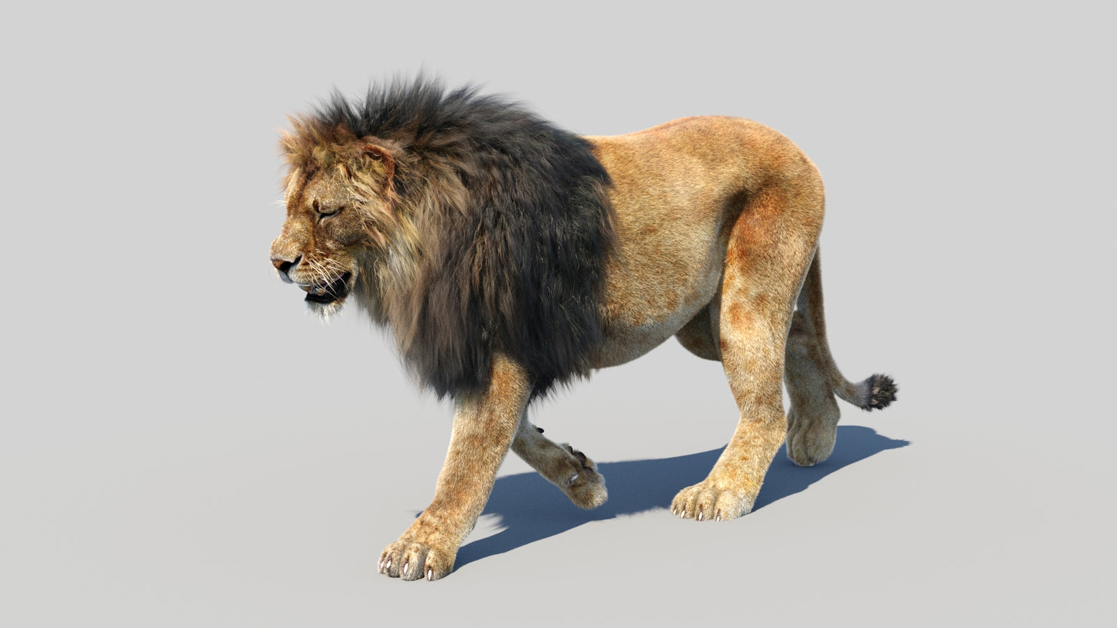 Animated Lion 3D Model Fur 360° view 3 frame 8