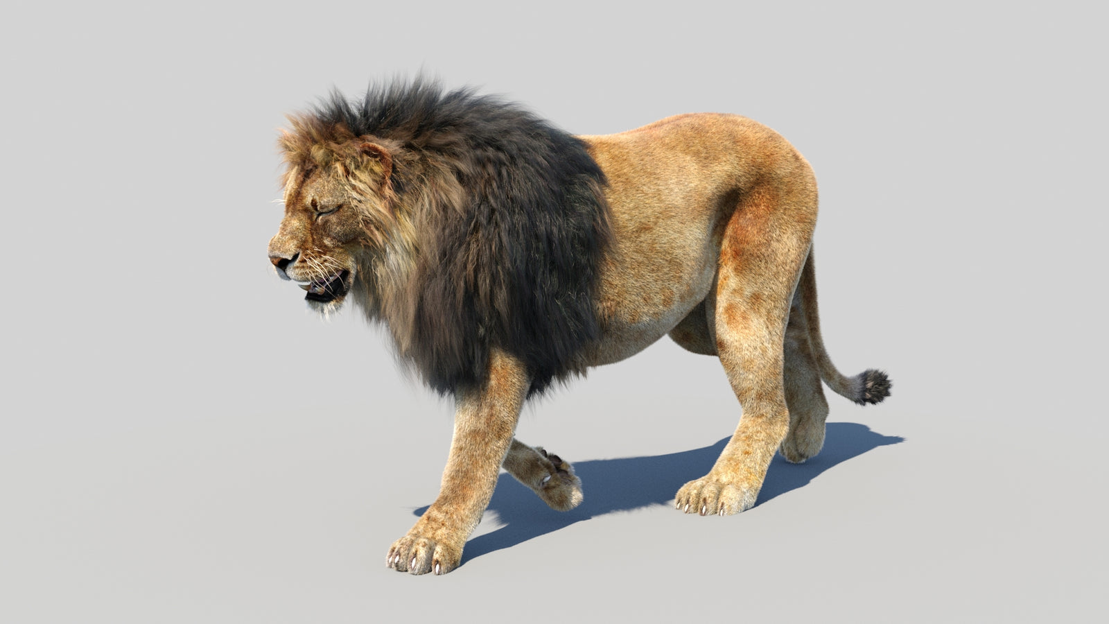 Animated Lion 3D Model Fur 360° view 3 frame 9
