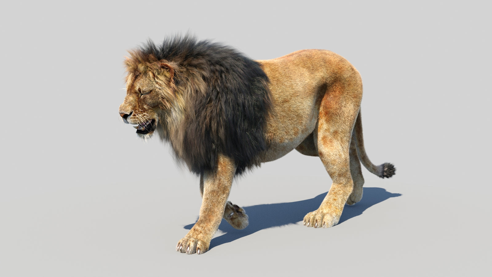 Animated Lion 3D Model Fur 360° view 3 frame 10