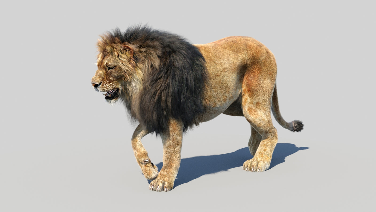 Animated Lion 3D Model Fur 360° view 3 frame 14