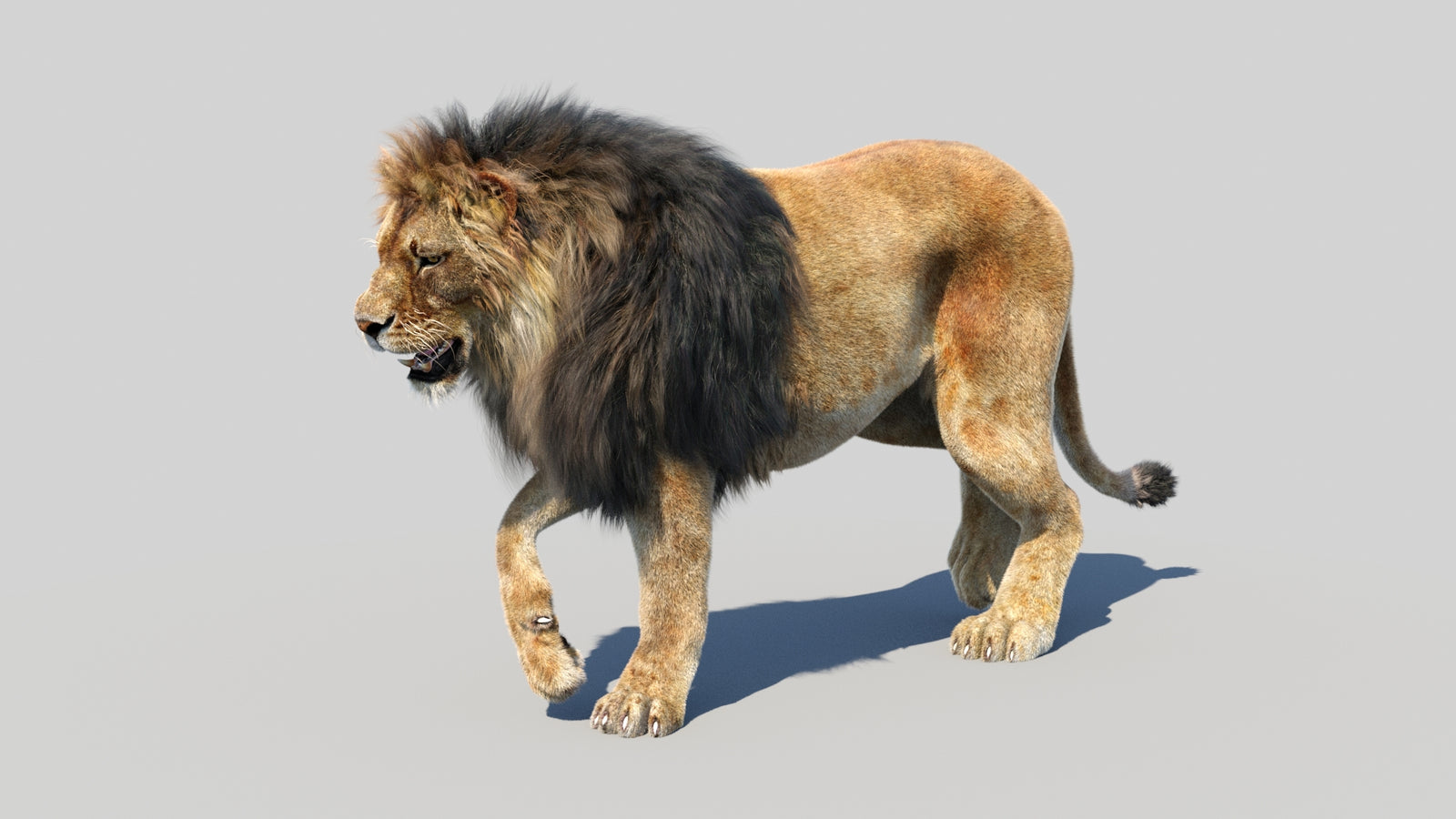 Animated Lion 3D Model Fur 360° view 3 frame 15
