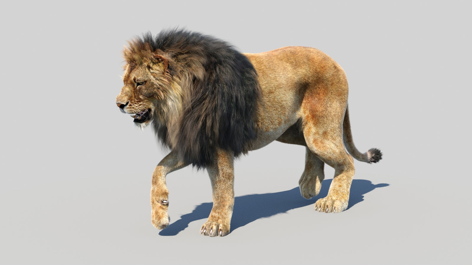 Animated Lion 3D Model Fur 360° view 3 frame 17