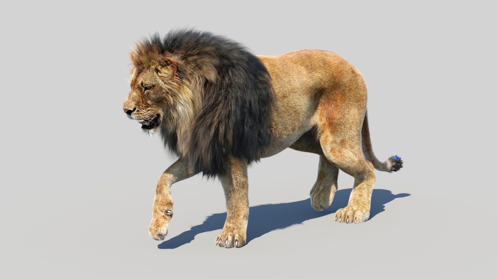 Animated Lion 3D Model Fur 360° view 3 frame 18