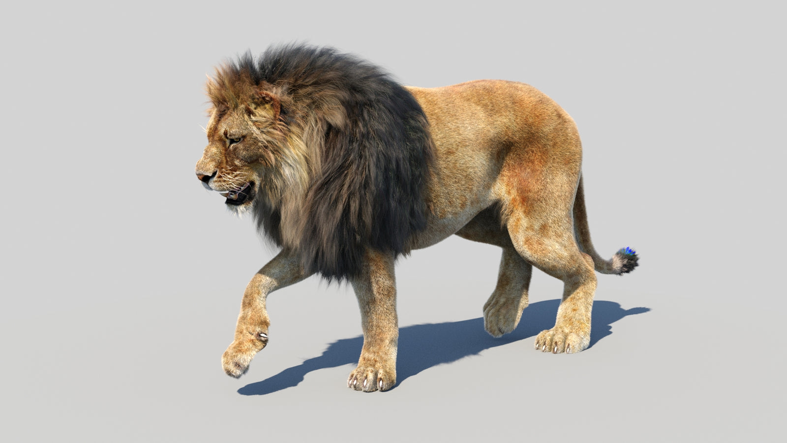 Animated Lion 3D Model Fur 360° view 3 frame 19