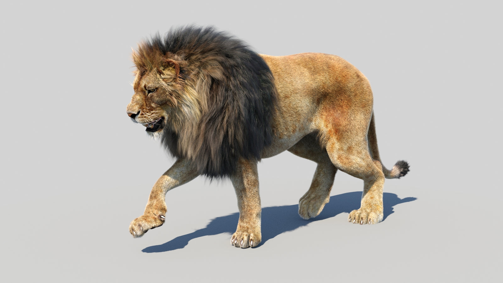 Animated Lion 3D Model Fur 360° view 3 frame 21