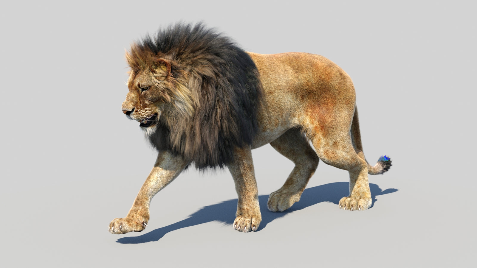 Animated Lion 3D Model Fur 360° view 3 frame 24
