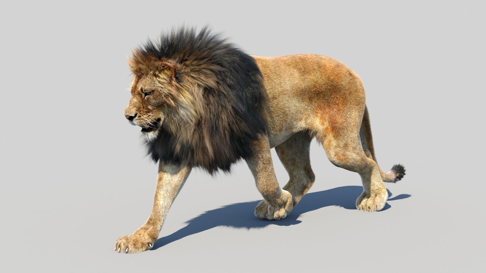 Animated Lion 3D Model Fur 360° view 3 frame 28