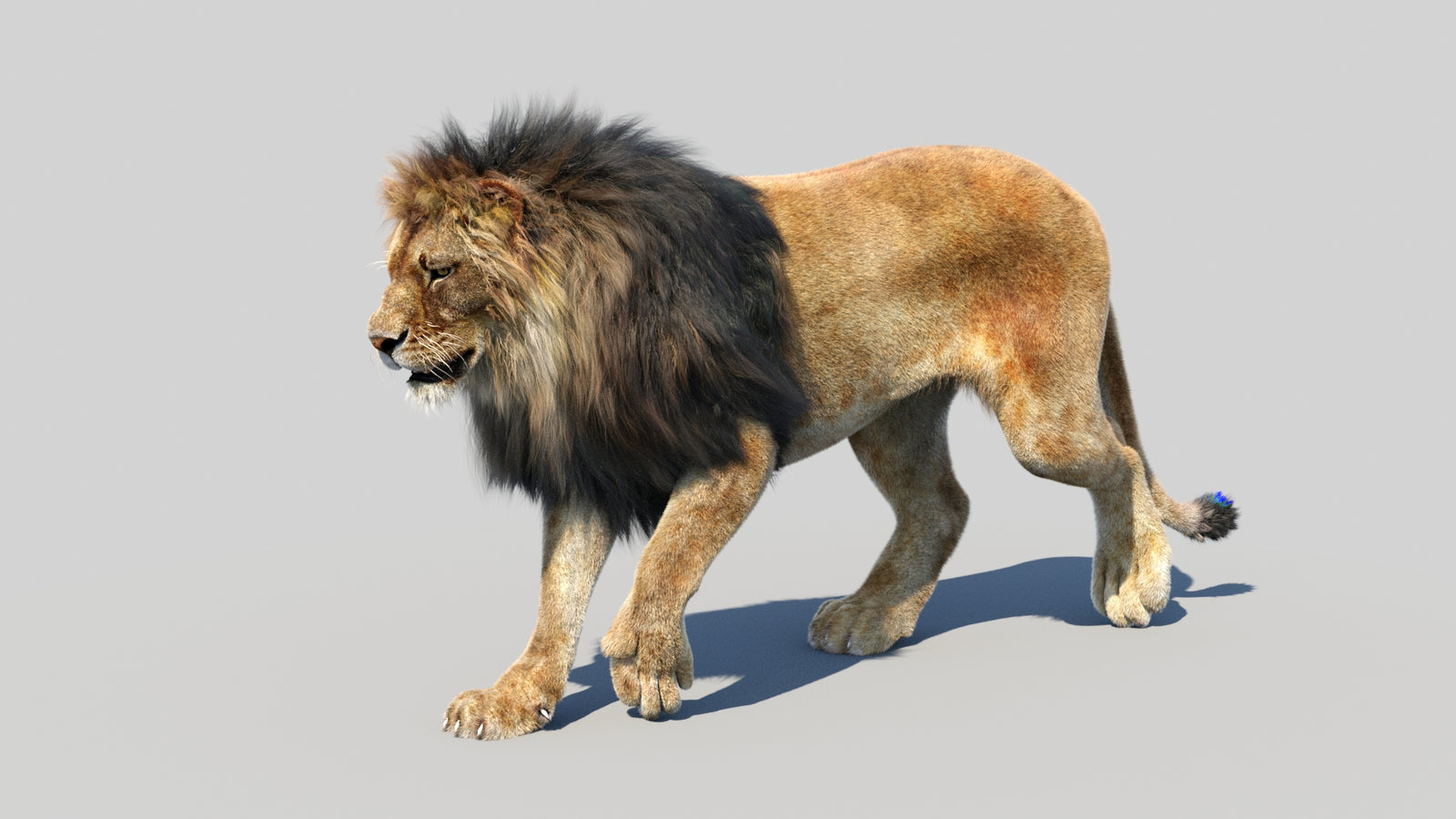 Animated Lion 3D Model Fur 360° view 3 frame 35