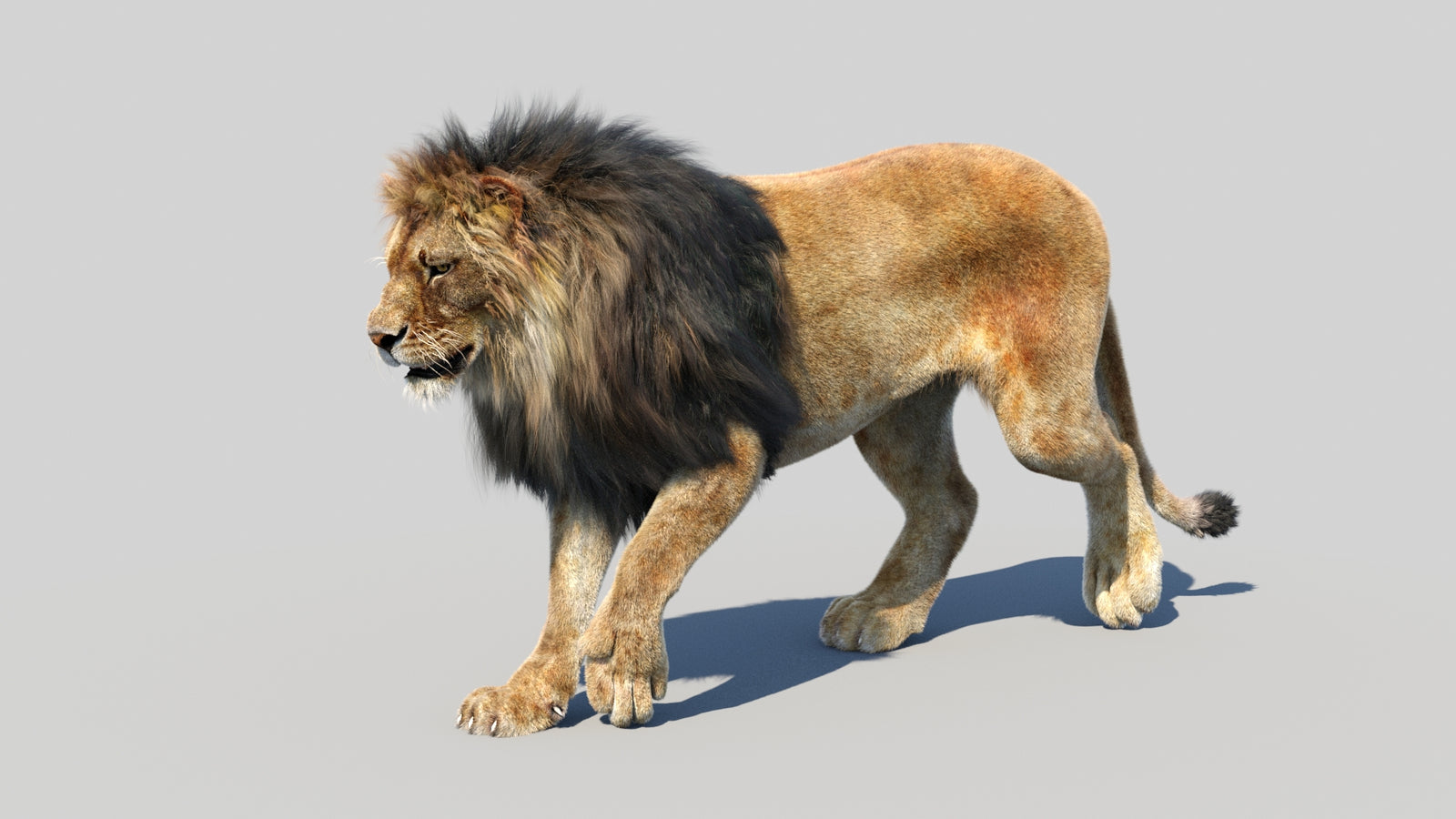 Animated Lion 3D Model Fur 360° view 3 frame 36