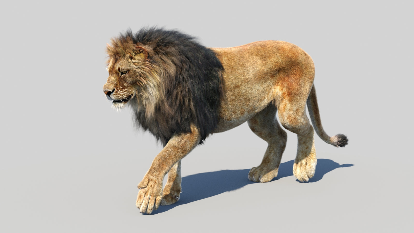 Animated Lion 3D Model Fur 360° view 3 frame 41