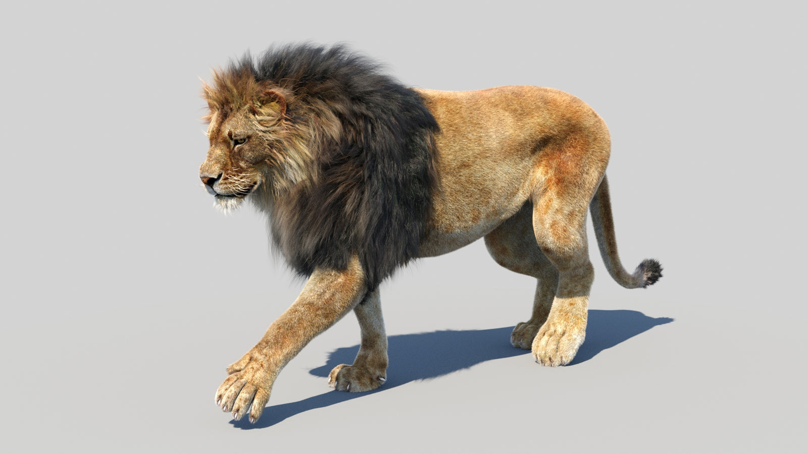 Animated Lion 3D Model Fur 360° view 3 frame 46