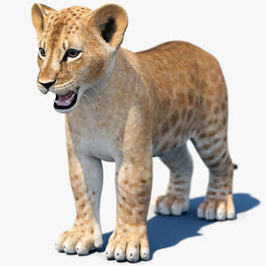 Realistic Lion Cub 3D Model for Download Thumbnail