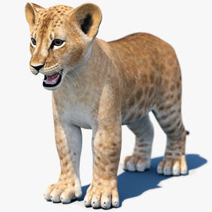 Realistic Lion Cub 3D Model for Download Thumbnail