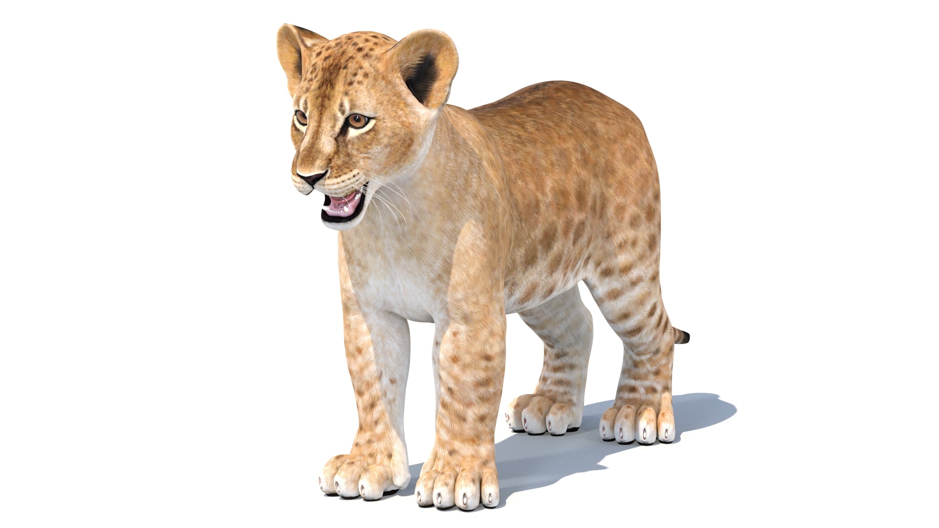 Realistic Baby Lion 3D Model — Natural