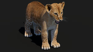 Realistic Lion Cub 3D Model for Download Thumbnail