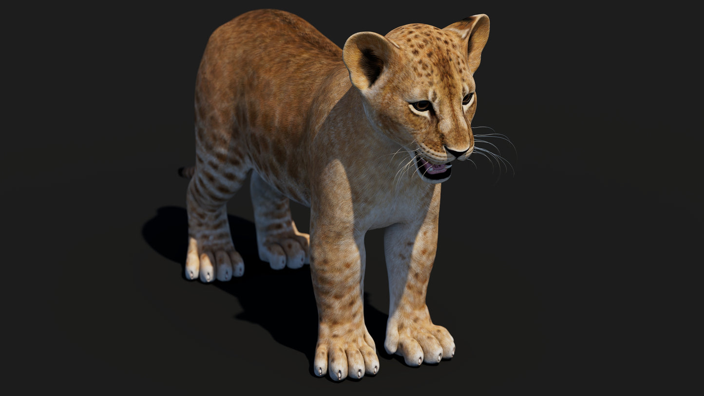 Realistic Lion Cub 3D Model for Download