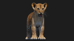 Realistic Lion Cub 3D Model for Game Projects Thumbnail