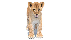 Realistic Lion Cub 3D Model for Download Thumbnail