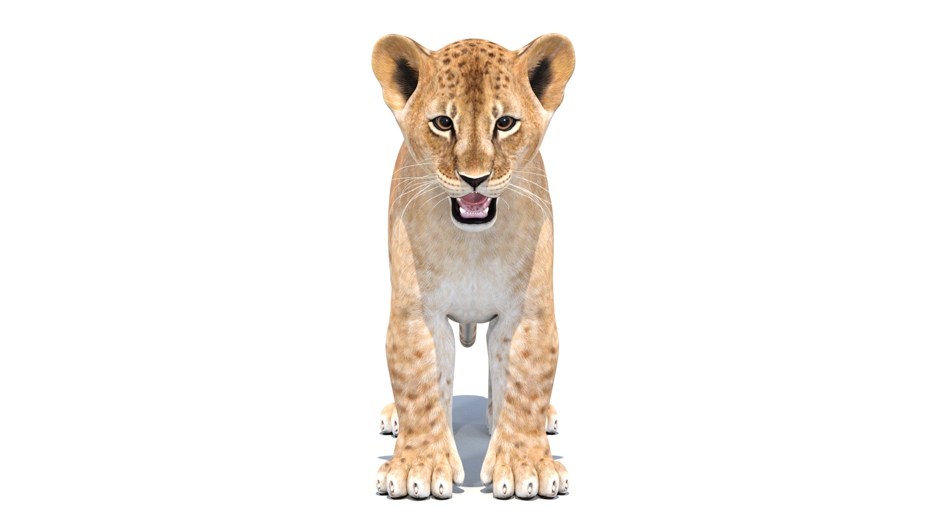 Realistic Lion Cub 3D Model for Download