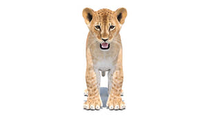 Realistic Lion Cub 3D Model for Download Thumbnail