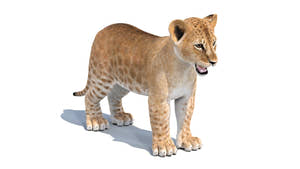 Realistic Lion Cub 3D Model for Download Thumbnail