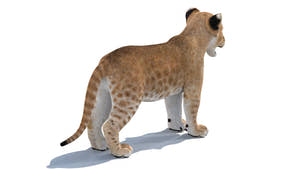 Lion Cub 3D Model Bundle – Natural & White Thumbnail