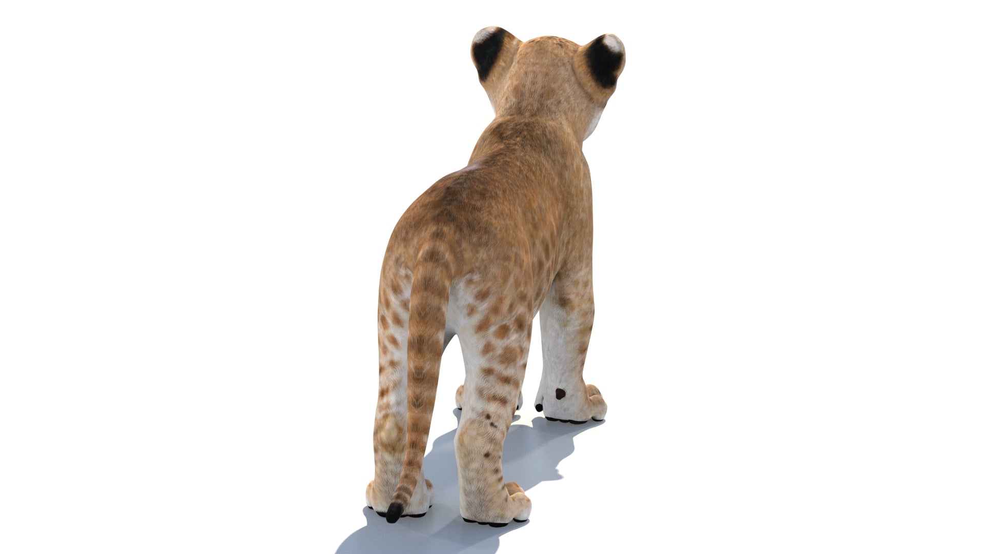 Lion Cub 3D Model Bundle – Natural & White