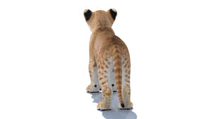 Lion Cub 3D Model Bundle – Natural & White Thumbnail