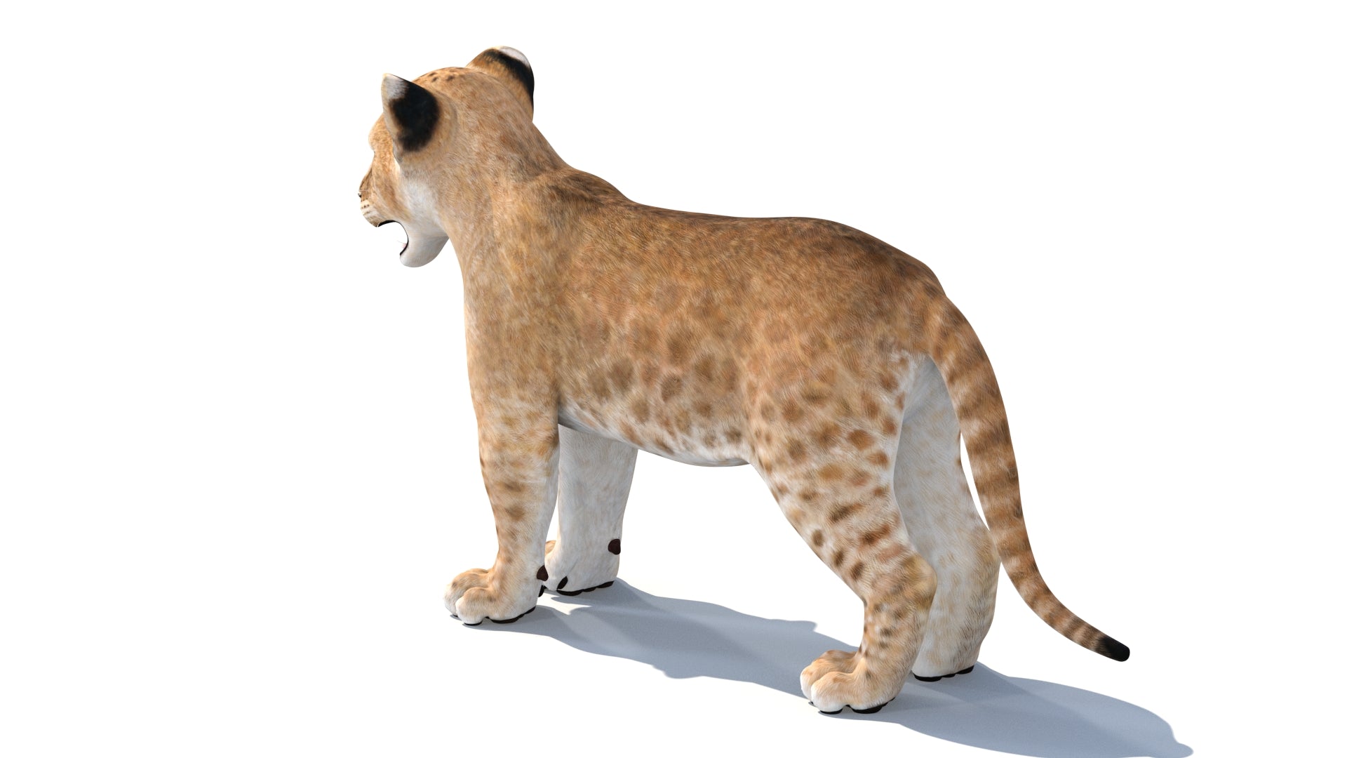 Lion Cub 3D Model Bundle – Natural & White