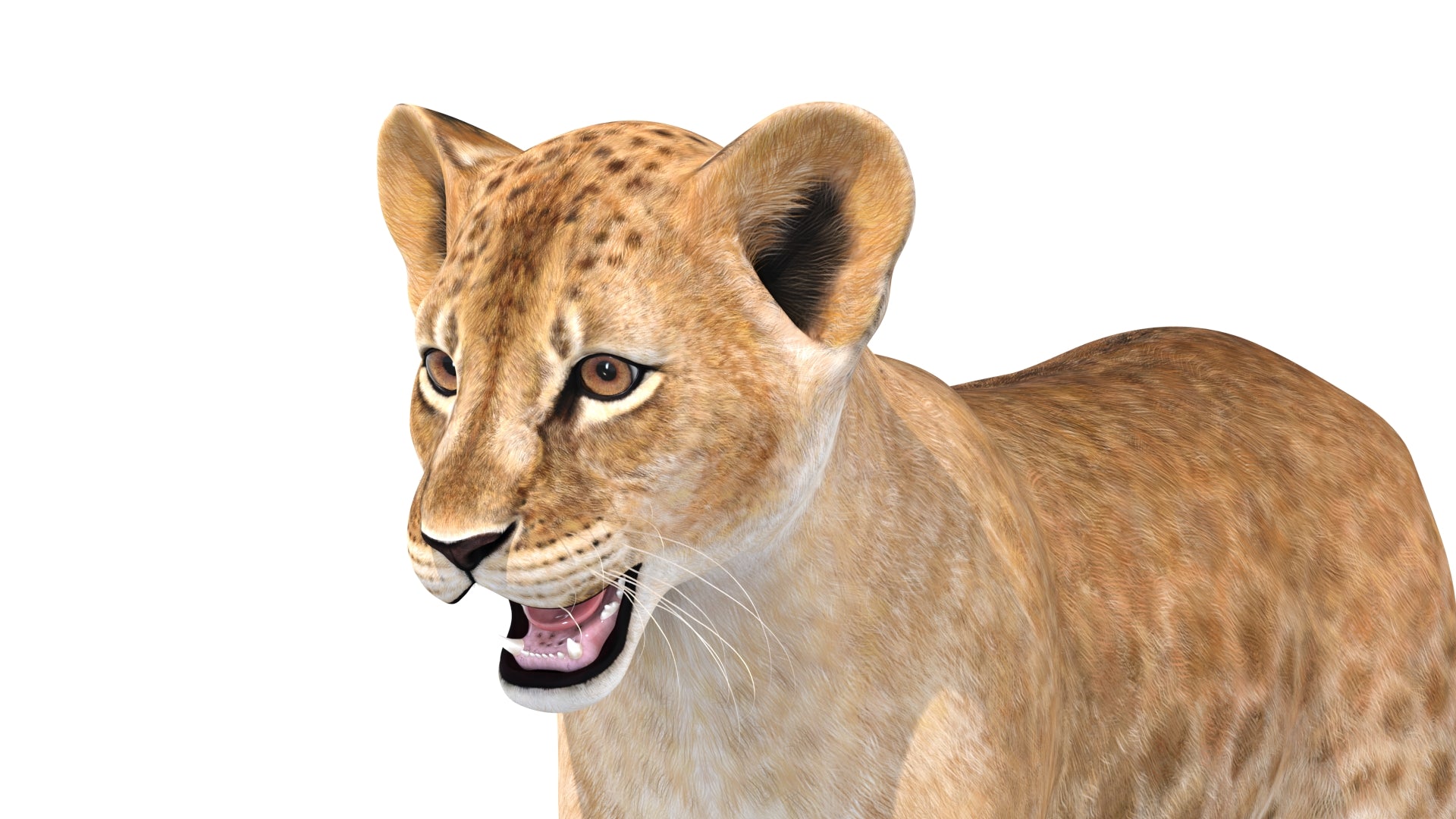Lion Cub 3D Model Bundle – Natural & White