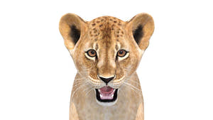 Lion Cub 3D Model Bundle – Natural & White Thumbnail