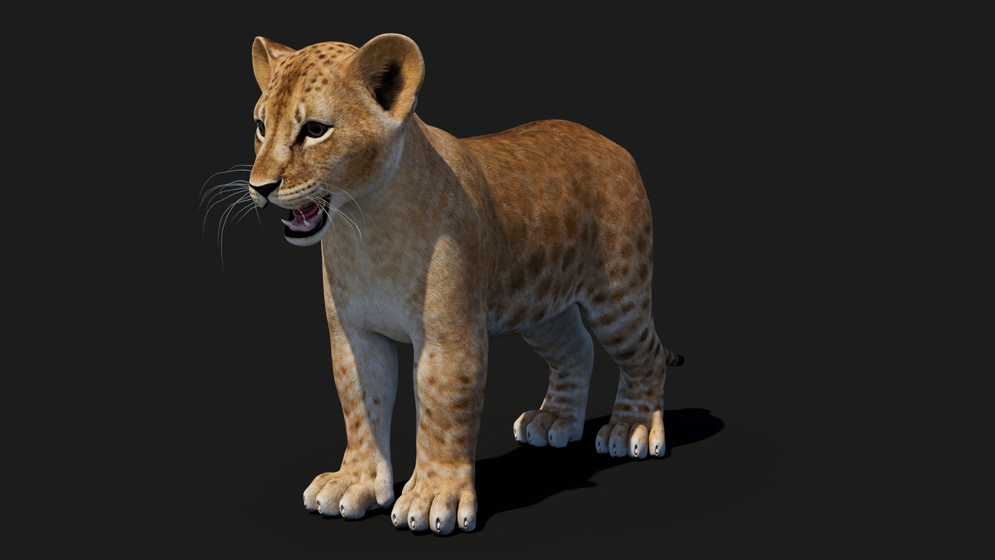 Baby Lion 3D Model - 360 Degree View