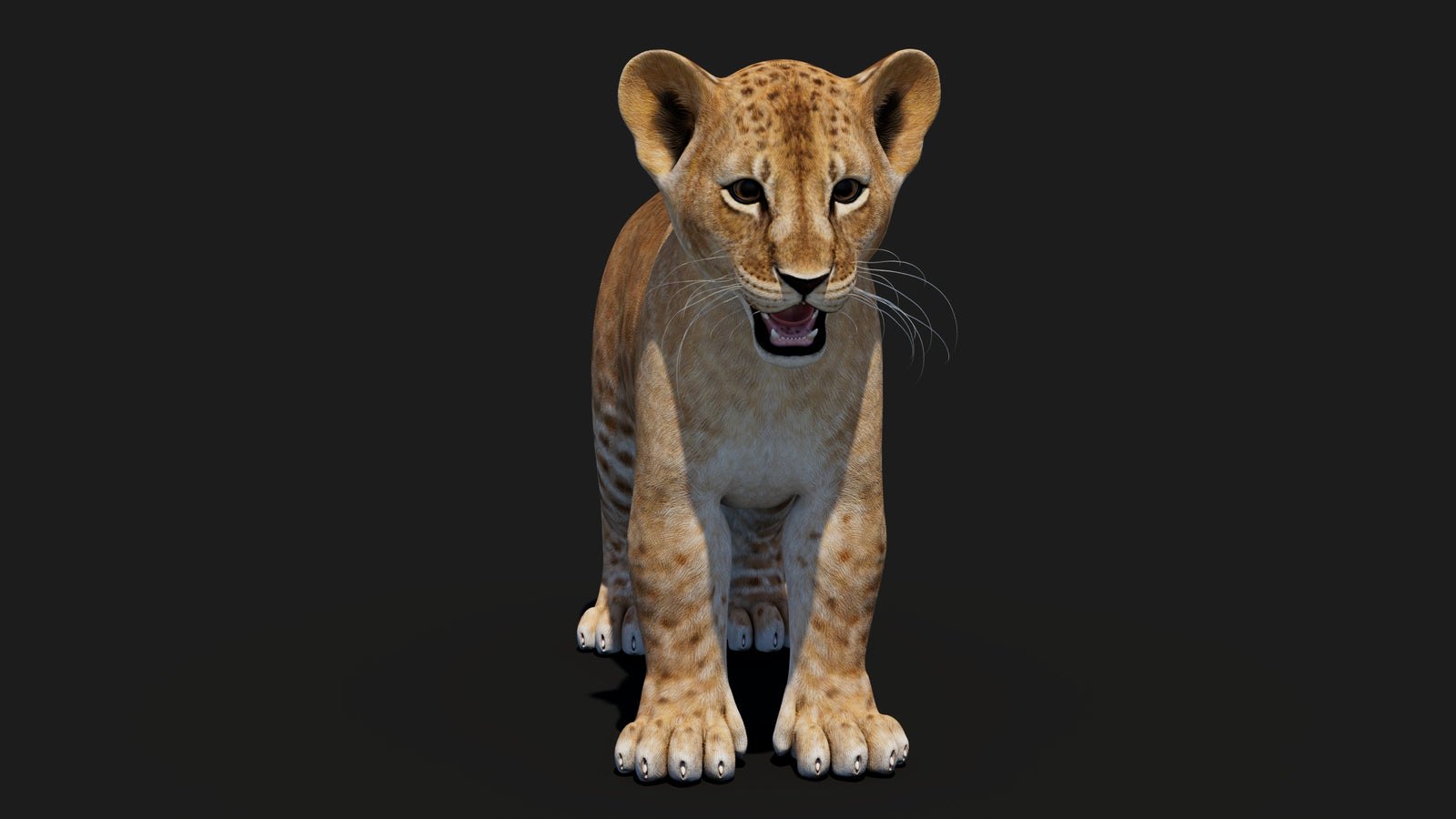 Baby Lion 3D Model 360° view 1 frame 5