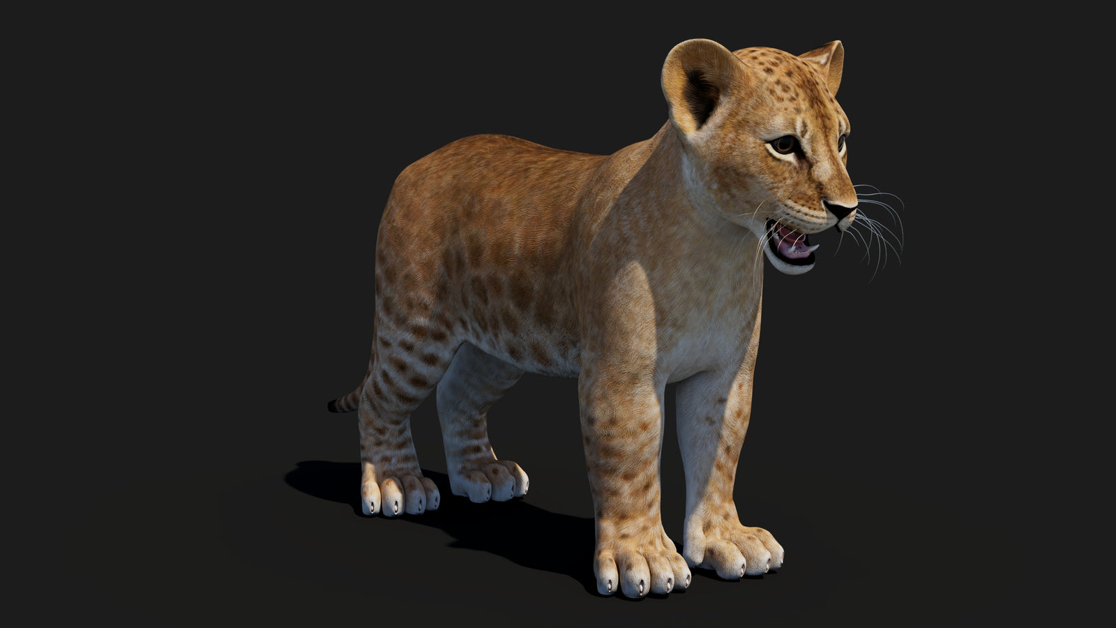 Baby Lion 3D Model 360° view 1 frame 8