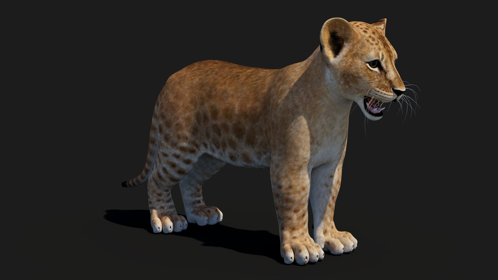 Baby Lion 3D Model 360° view 1 frame 9