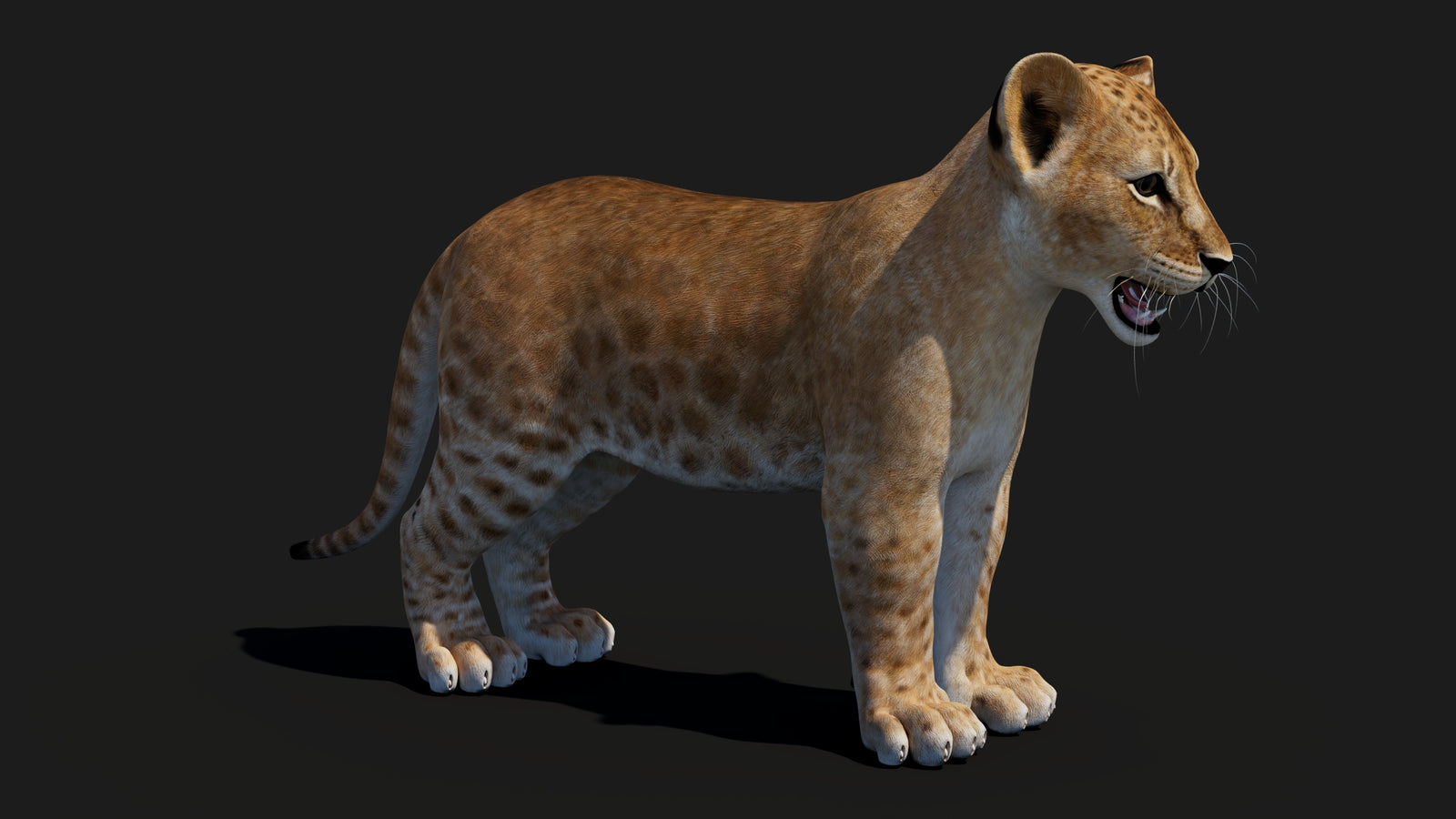 Baby Lion 3D Model 360° view 1 frame 10