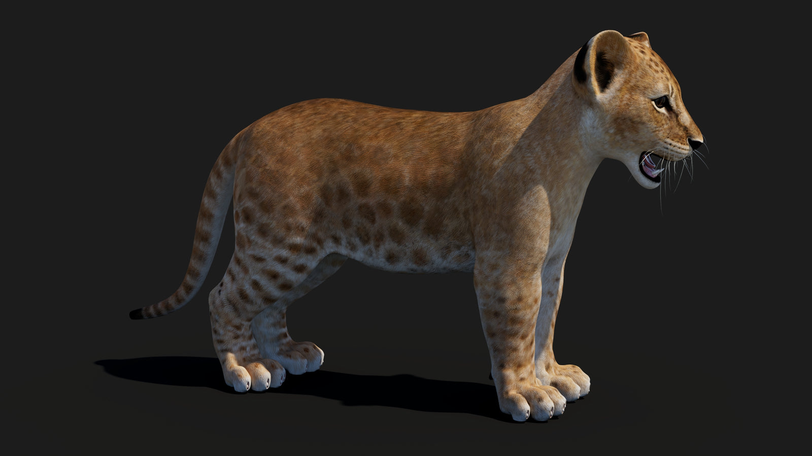 Baby Lion 3D Model 360° view 1 frame 11