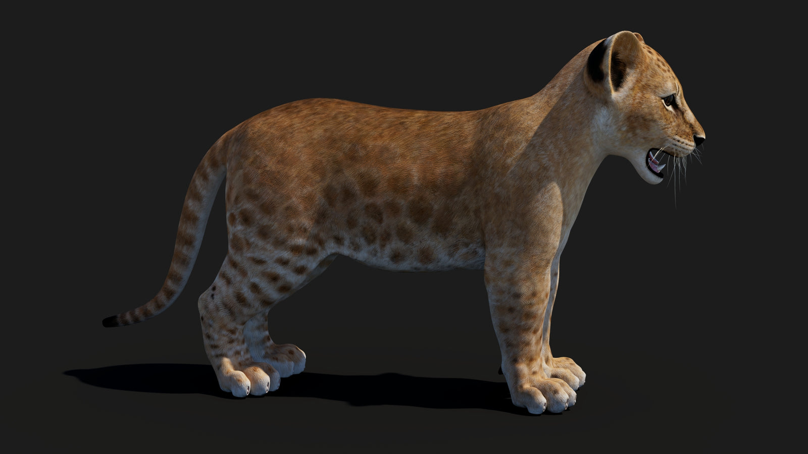 Baby Lion 3D Model 360° view 1 frame 12