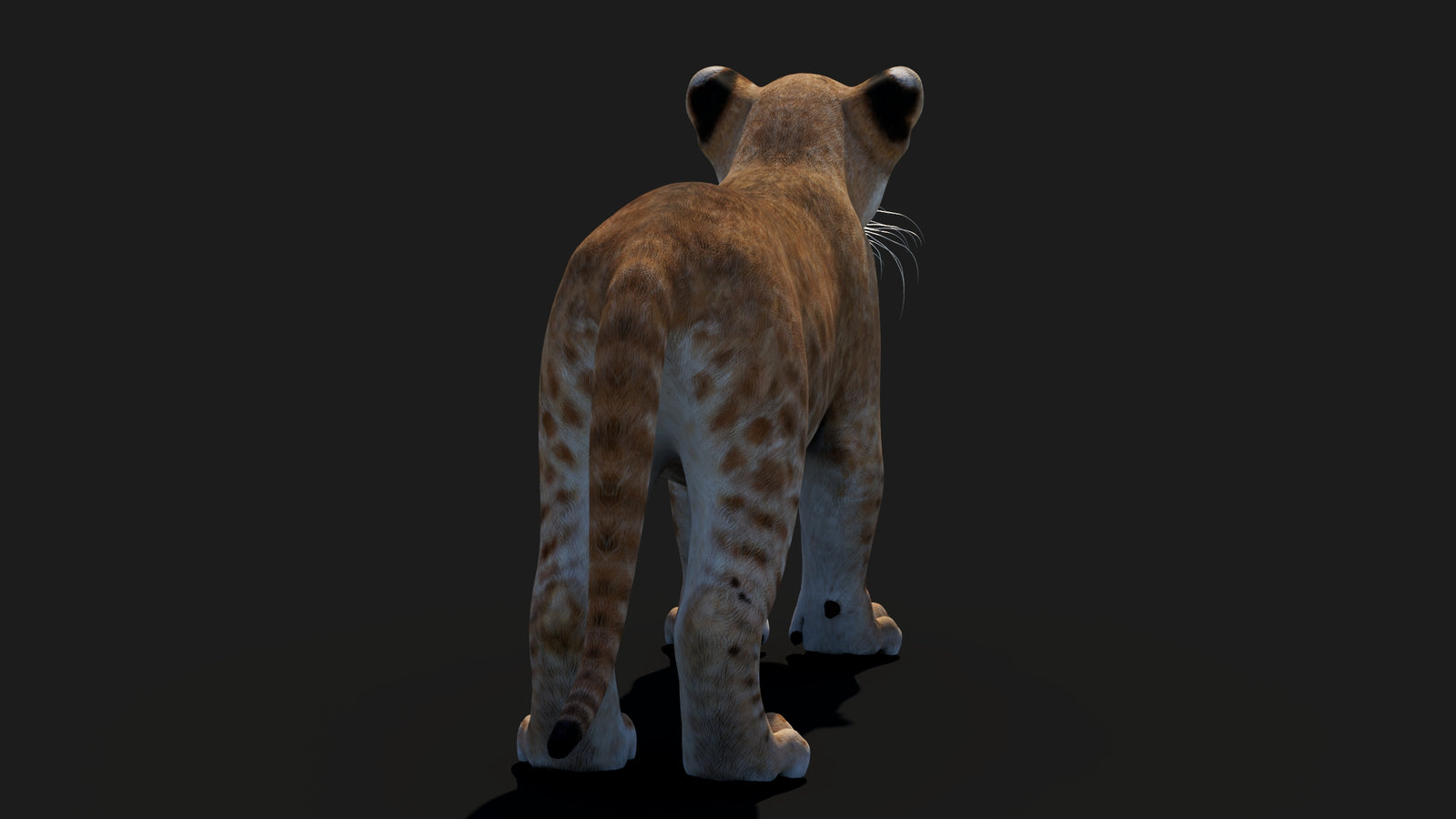 Baby Lion 3D Model 360° view 1 frame 21